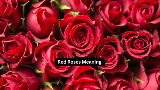 Red roses Meaning