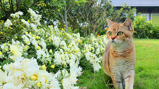 What Flowers are Safe for Cats - Vianya Florals
