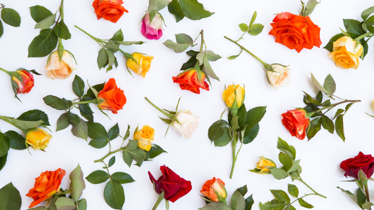 Which Rose Color to Give a Male Colleague?