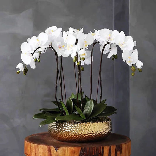 White Phalaenopsis Orchid centrepiece