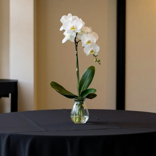 White Phalaenopsis Orchid Centerpiece