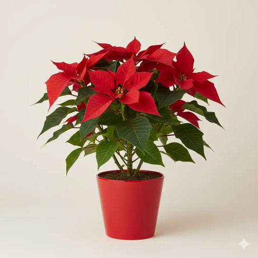 Poinsettia Plant