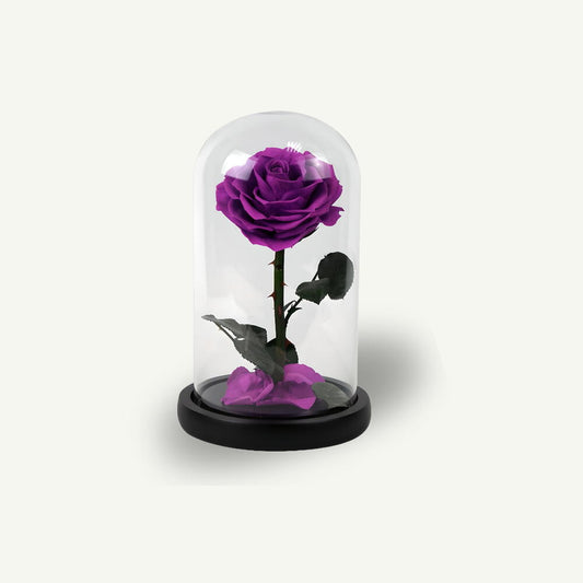 Purple Infinity Rose